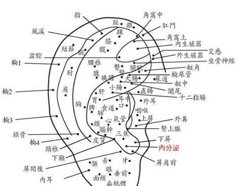 耳朵長痣 意義|耳朵痣位置圖解：福氣在哪裡